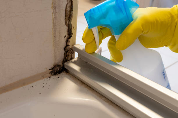 Best Attic Mold Remediation in Mentone, IN