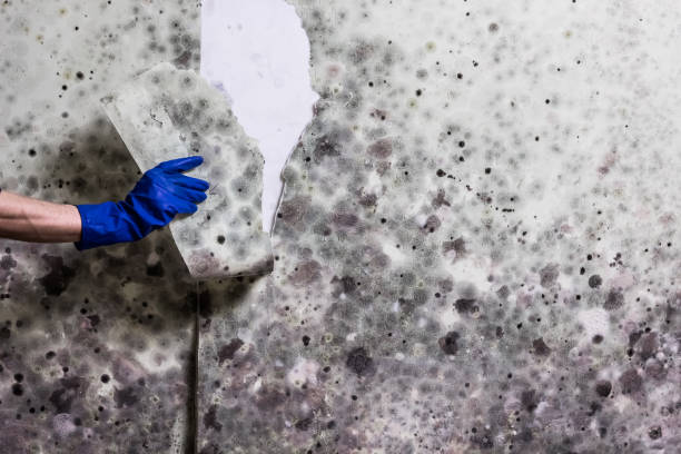 Best Mold Testing and Inspection Services in Mentone, IN